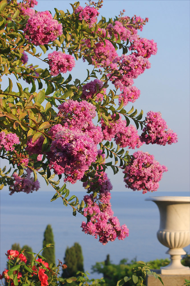 Image of Lagerstroemia indica specimen.