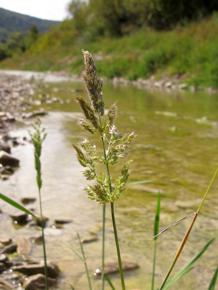 Изображение особи Phalaroides arundinacea.