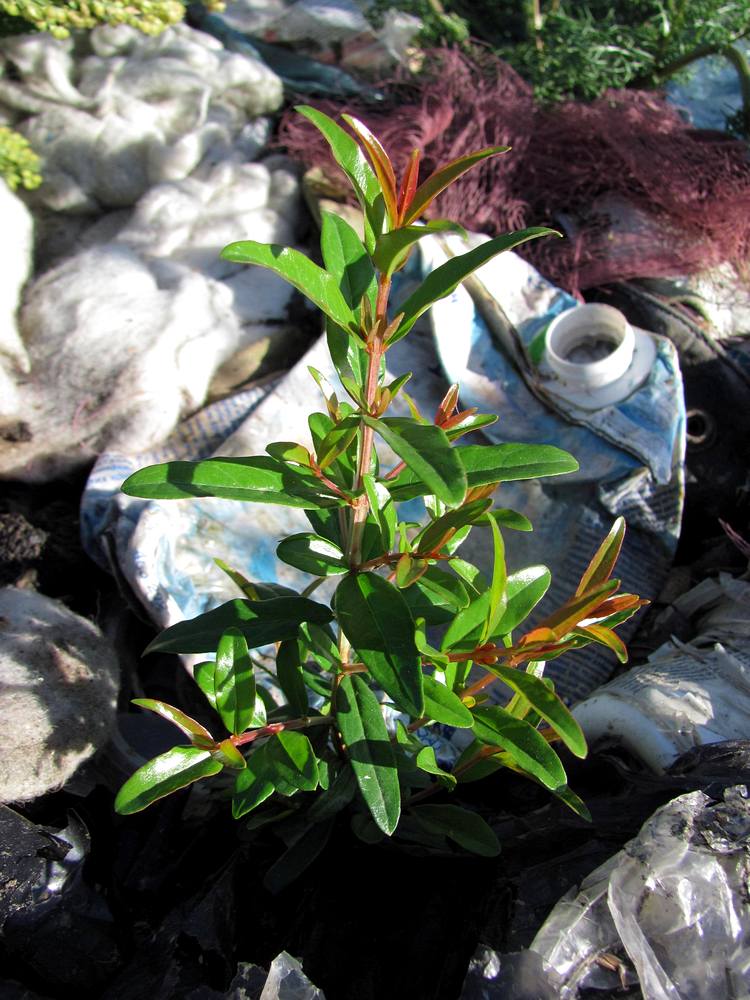 Image of Punica granatum specimen.