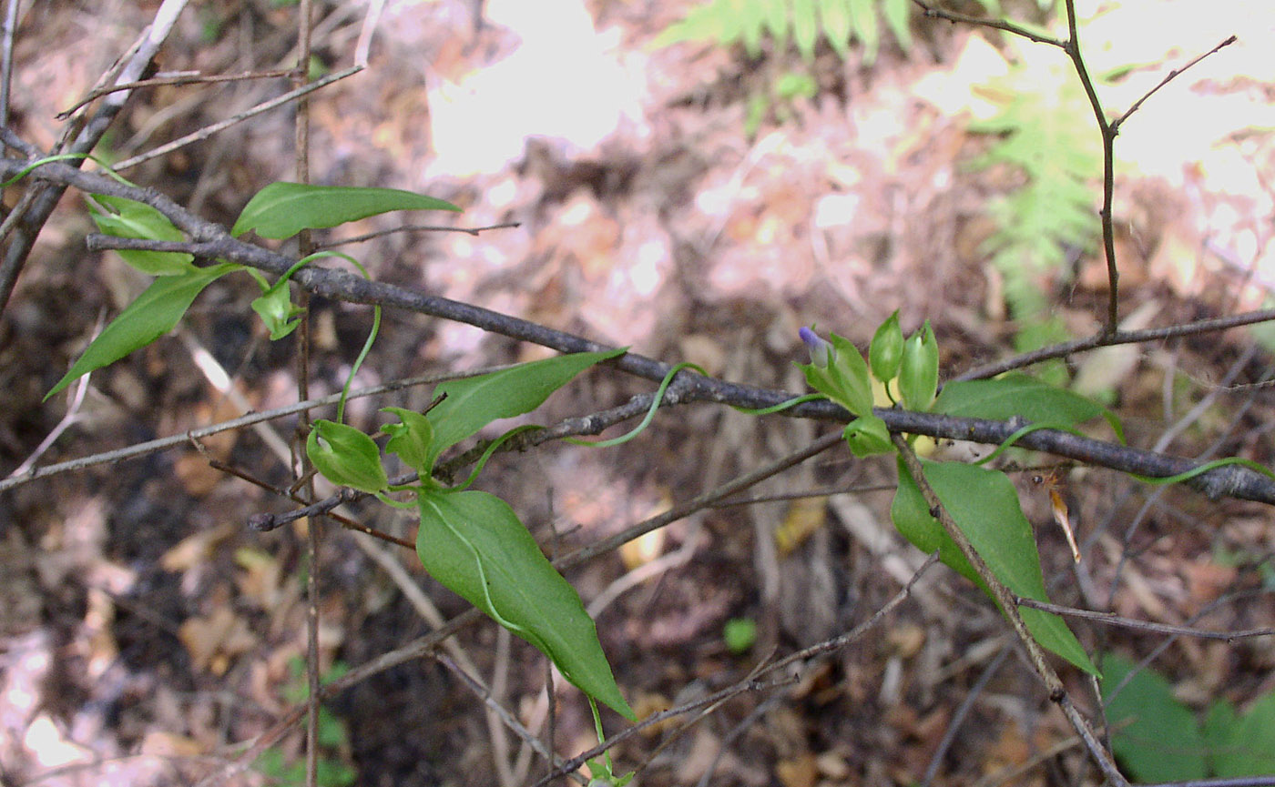 Изображение особи Crawfurdia volubilis.