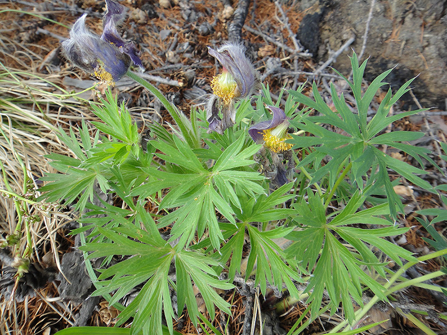 Изображение особи Pulsatilla multifida.