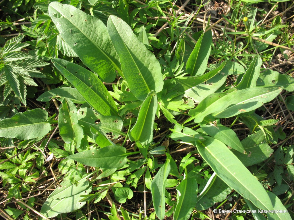 Изображение особи Bistorta officinalis.