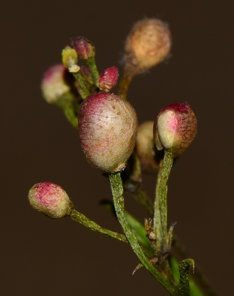 Изображение особи Chamelaucium uncinatum.