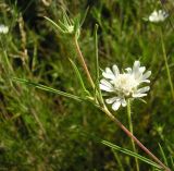 Lomelosia argentea