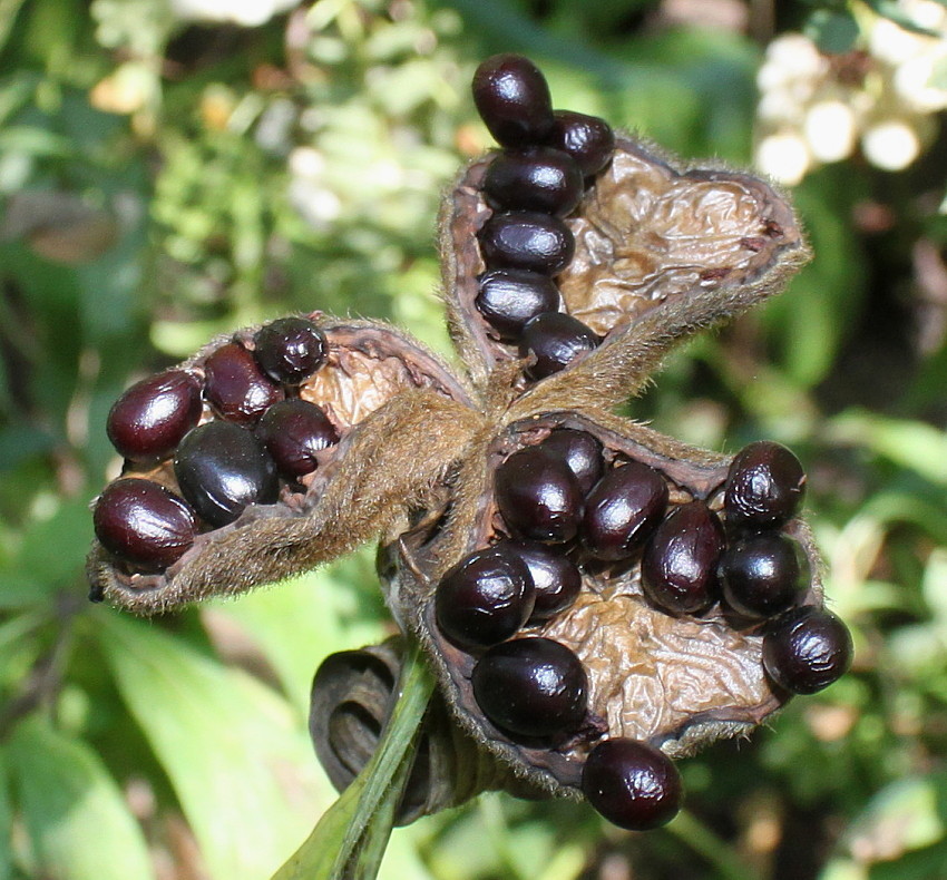 Image of genus Paeonia specimen.