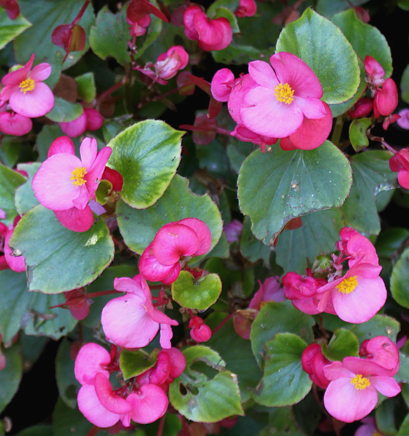 Изображение особи Begonia &times; hortensis.