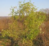 Conium maculatum. Цветущее растение. Краснодарский край, Крымский р-н, долина реки Шибик, залежь. 11.11.2013.