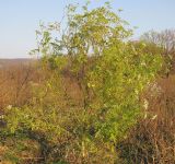 Conium maculatum. Цветущее растение. Краснодарский край, Крымский р-н, долина реки Шибик, залежь. 11.11.2013.