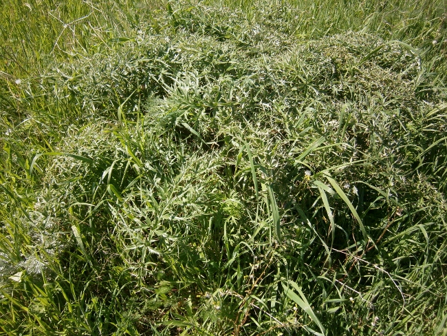 Image of Cynara cardunculus specimen.