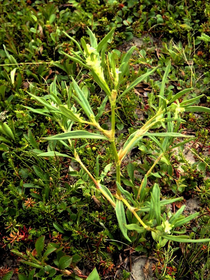 Изображение особи Aconogonon ocreatum.