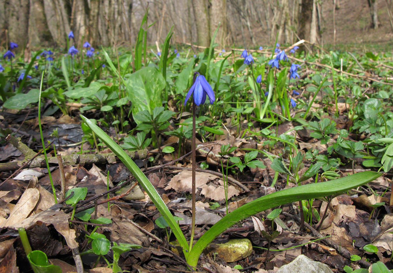 Изображение особи Scilla siberica.