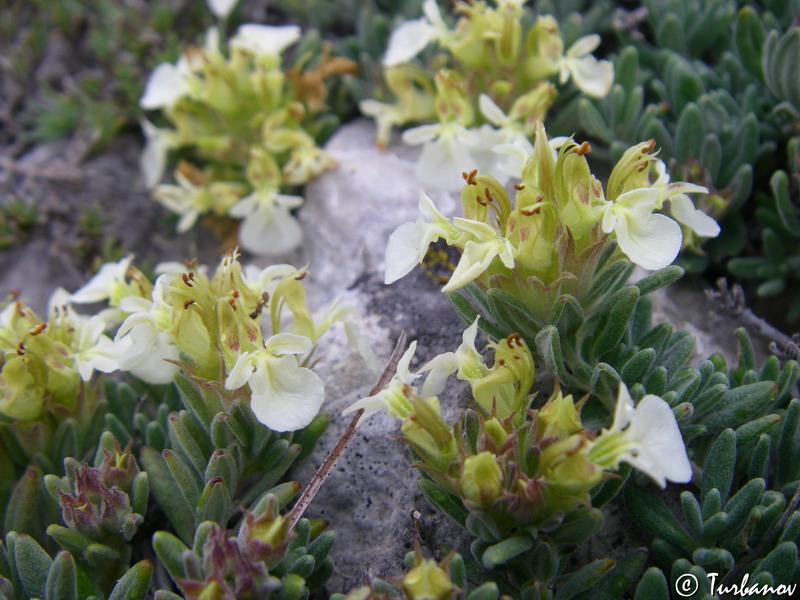 Image of Teucrium jailae specimen.