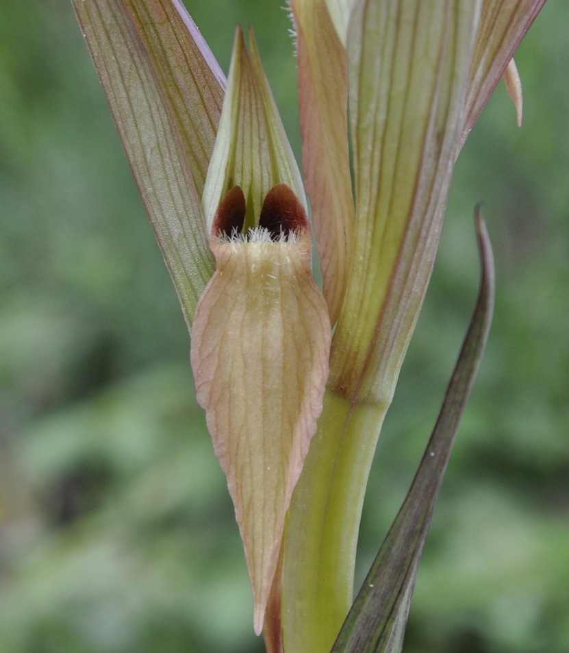 Изображение особи Serapias parviflora.