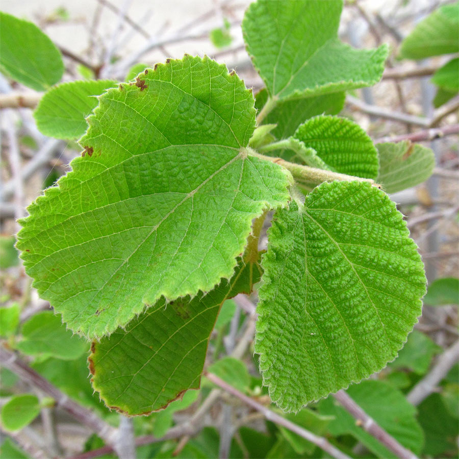 Изображение особи Grewia villosa.