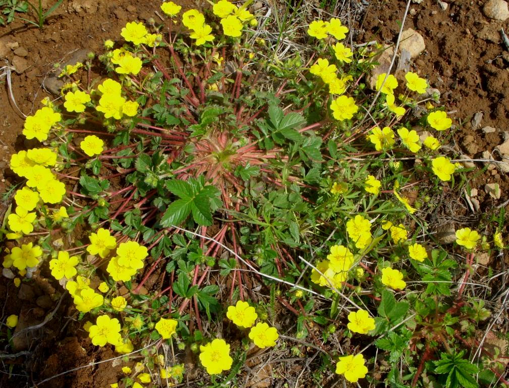 Изображение особи род Potentilla.