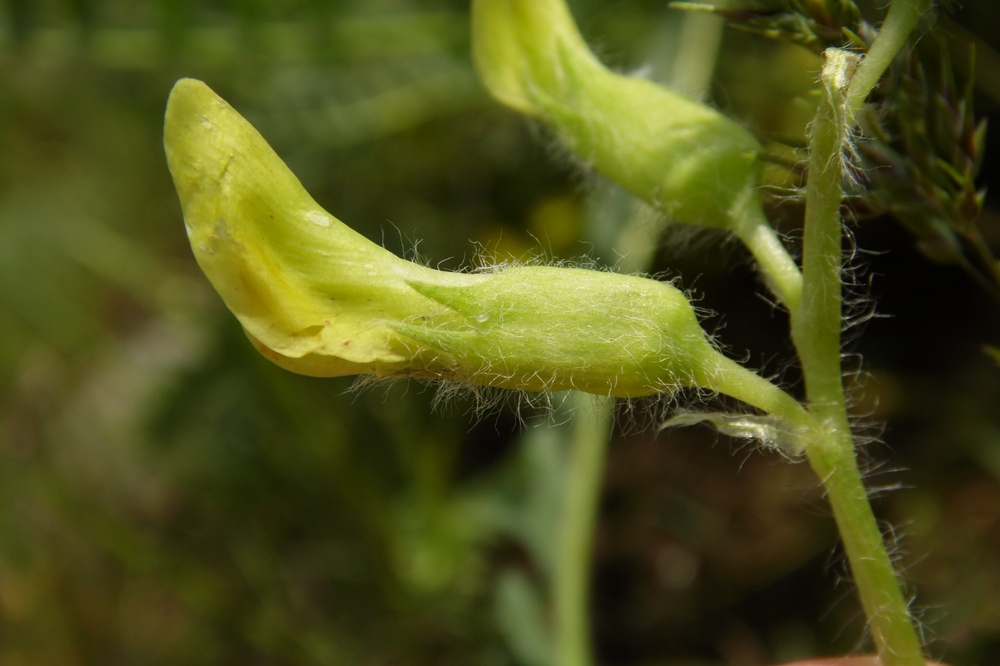 Изображение особи Astragalus henningii.