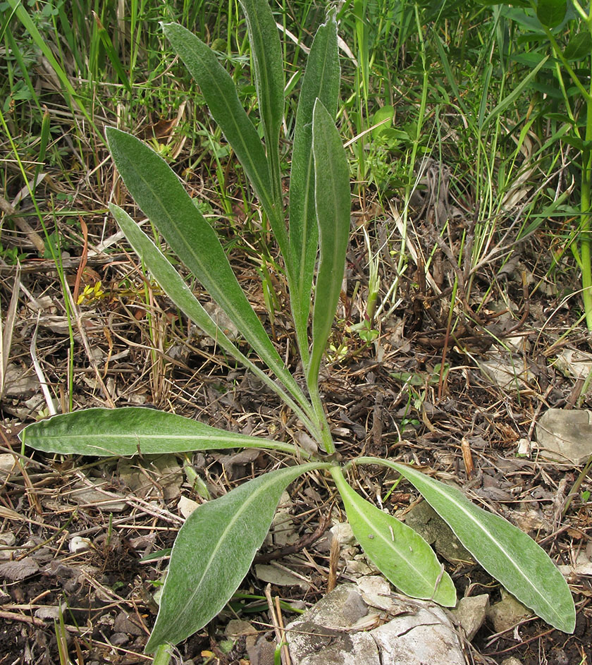 Изображение особи Centaurea czerkessica.