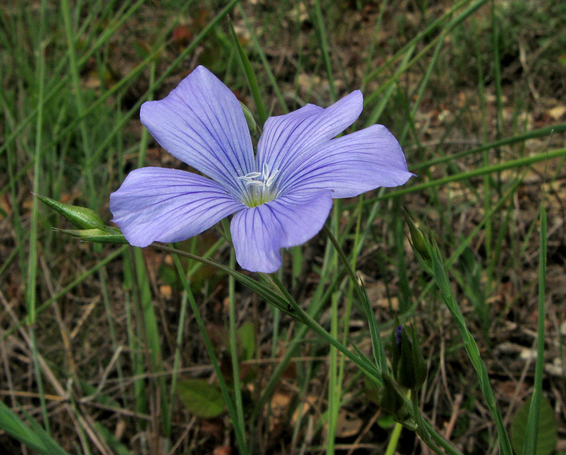 Изображение особи Linum nervosum.