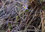 Gentiana aquatica