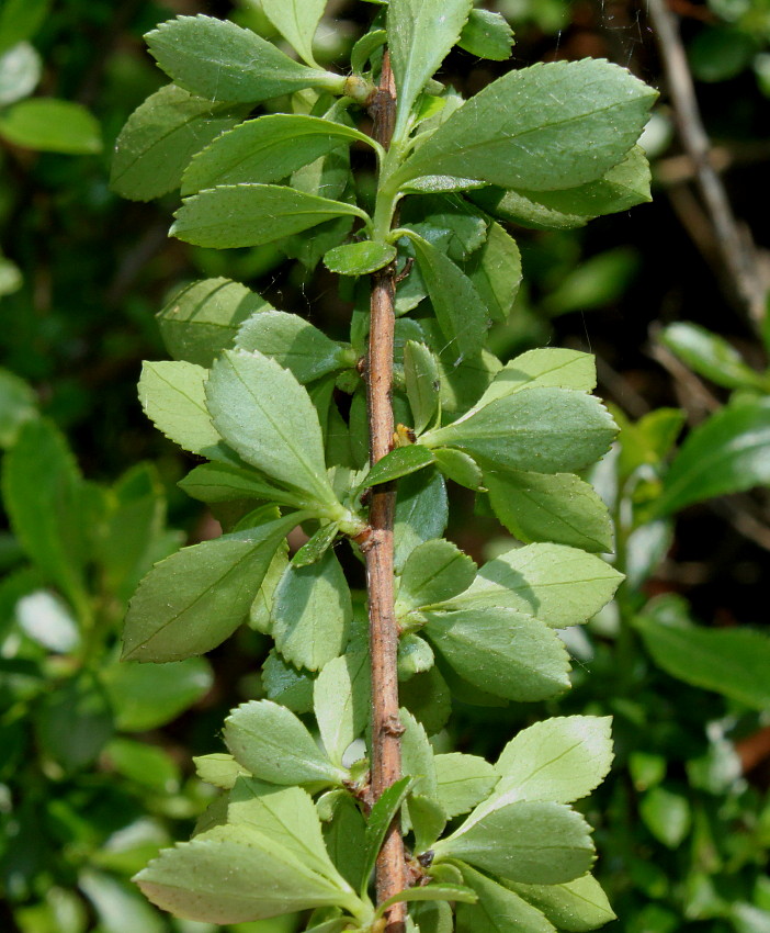 Изображение особи Escallonia virgata.