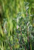 Artemisia campestris. Верхушки побегов. Московская обл., Истринский р-н, Павловская слобода. 18.06.2008.