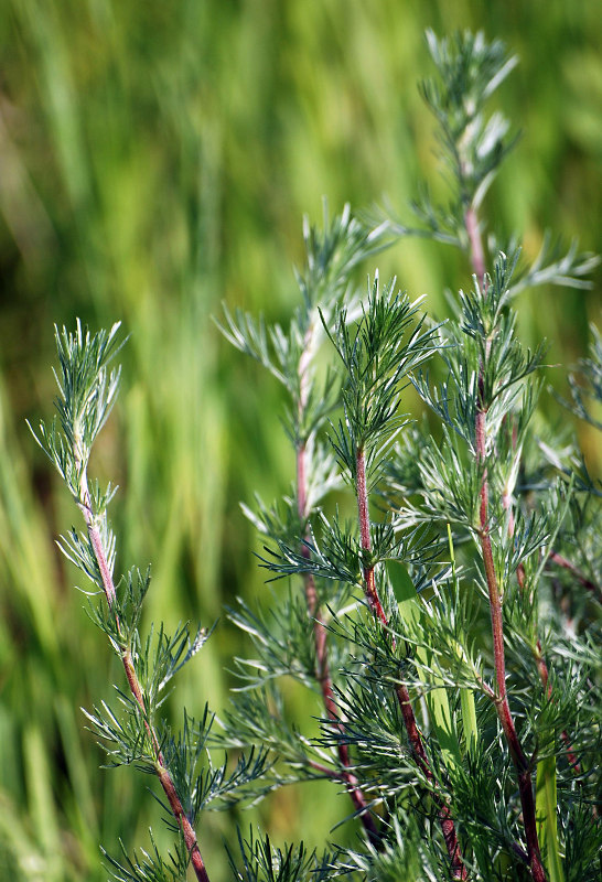 Image of Artemisia campestris specimen.