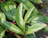 Paeonia lactiflora. Лист. Германия, г. Дюссельдорф, Ботанический сад университета. 02.06.2014.