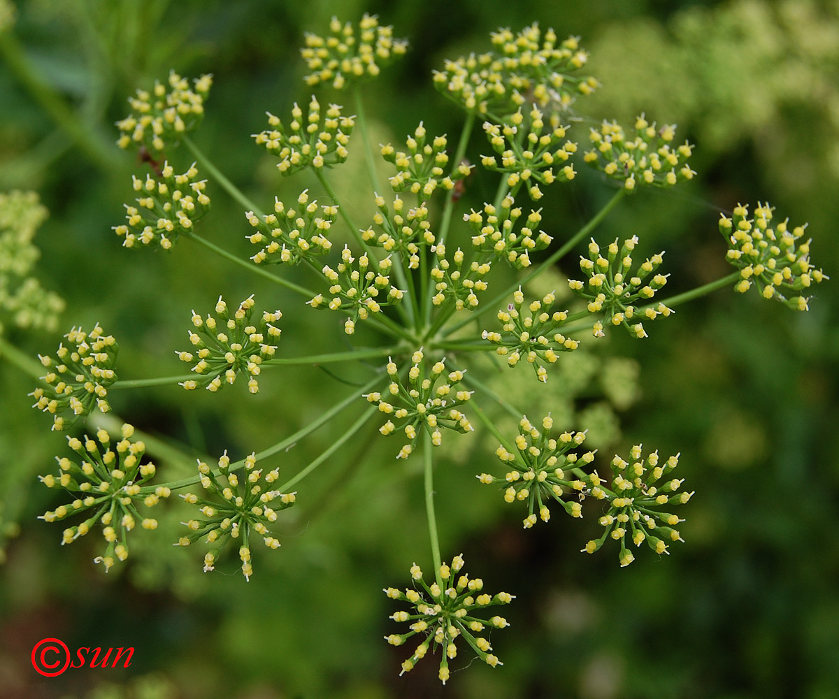 Изображение особи Petroselinum crispum.