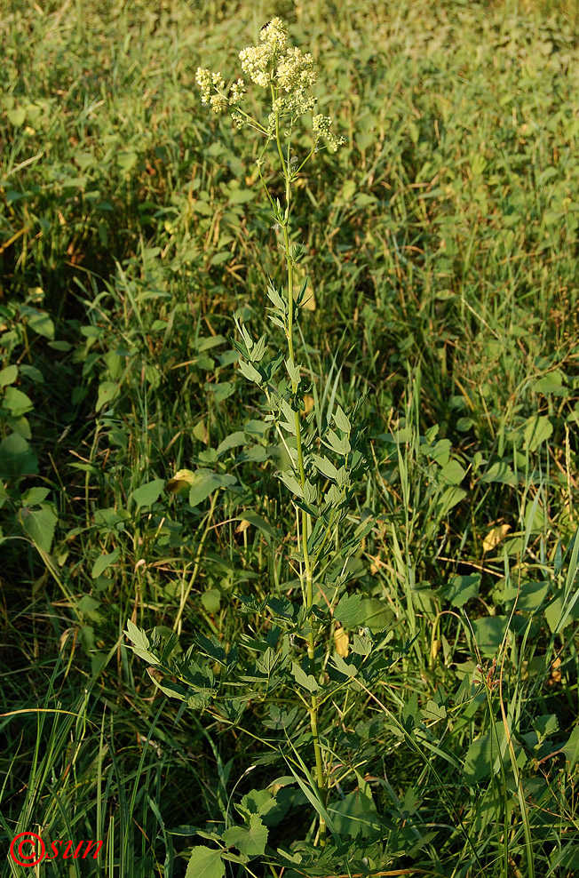 Image of Thalictrum flavum specimen.