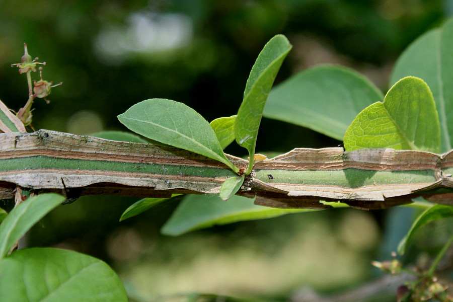 Image of Euonymus alatus specimen.