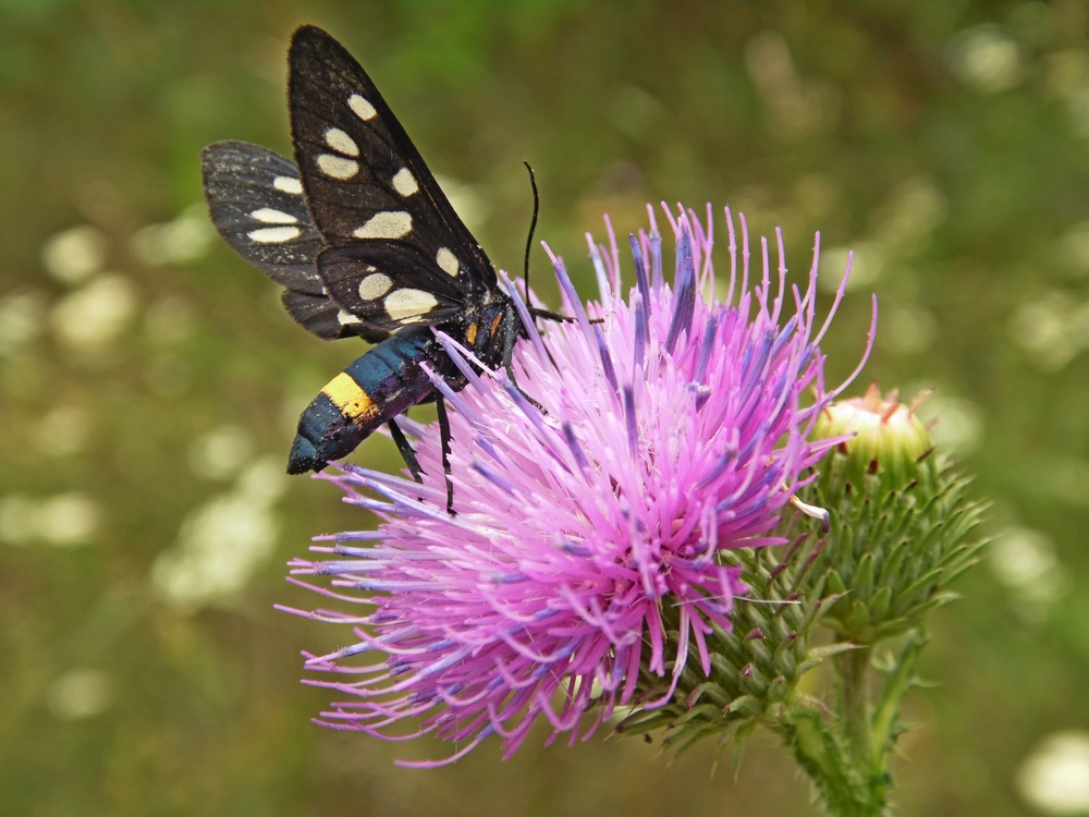 Изображение особи Carduus acanthoides.