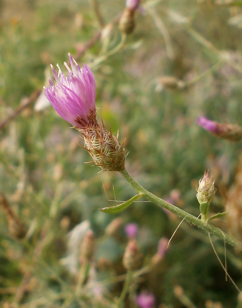 Image of Centaurea diffusa specimen.