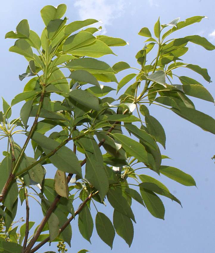 Изображение особи Trochodendron aralioides.