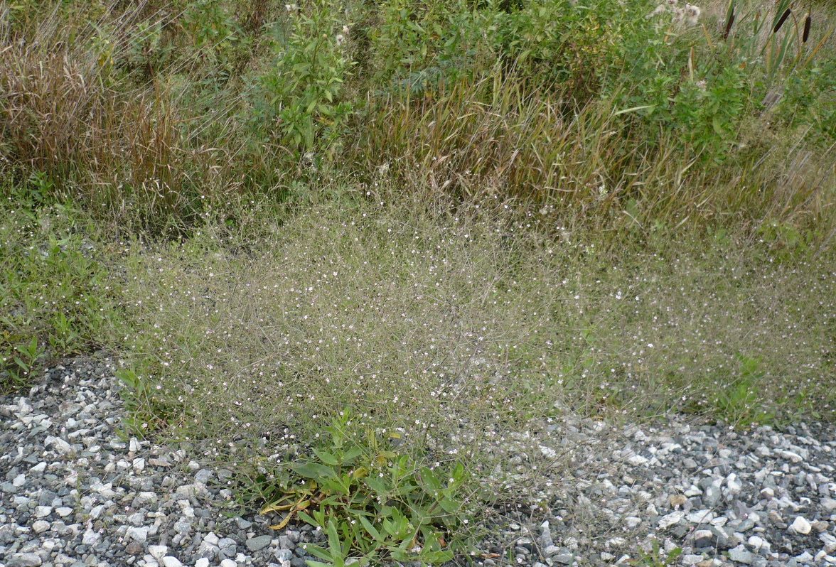 Image of Gypsophila perfoliata specimen.