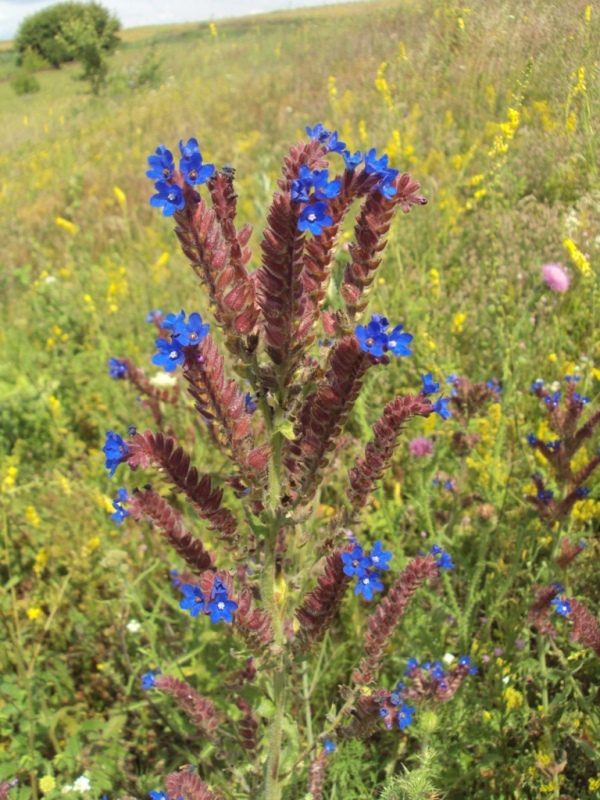 Изображение особи Anchusa officinalis.