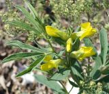 Thermopsis lanceolata. Часть цветущего растения. Бурятия, окр. г. Гусиноозерск, насыпь вдоль Гусиного озера. 13.07.2014.