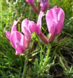 Oxytropis setosa