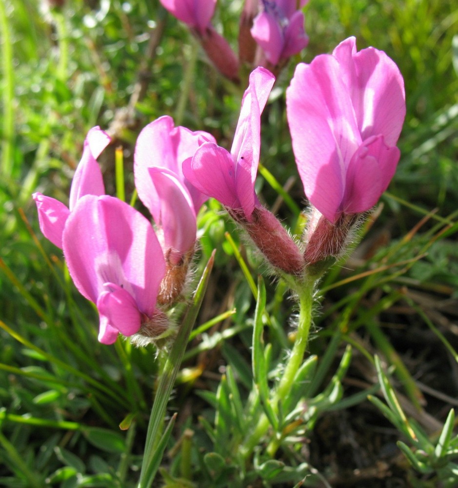 Изображение особи Oxytropis setosa.