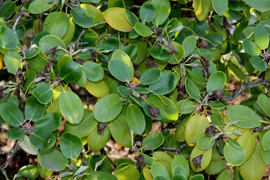 Image of Rhododendron hemsleyanum specimen.