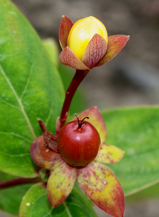 Image of Hypericum androsaemum specimen.