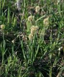 Carex pilosa. Цветущее растение. Московская обл., Раменский р-н, окр. ж.-д. платформы Хрипань, просека под ЛЭП. 09.05.2014.