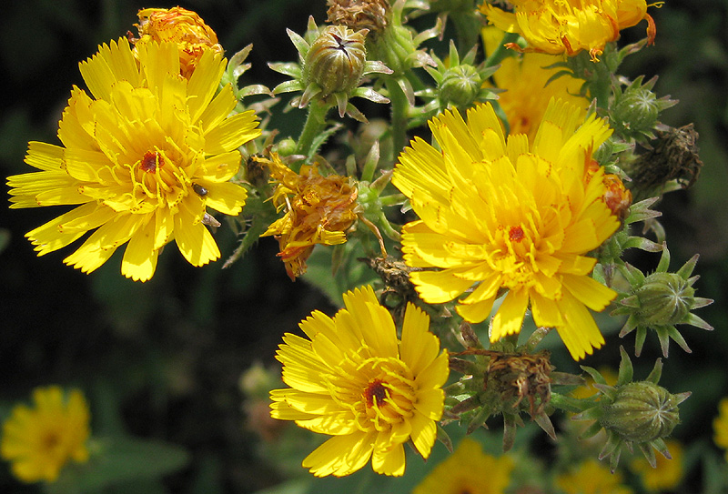 Image of Picris hieracioides specimen.