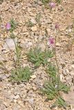 Lagoseris callicephala. Цветущие растения. Крым, южный склон горы Чатыр-Даг. 27 июня 2008 г.