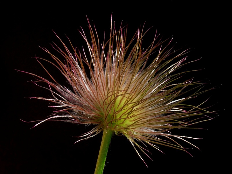 Изображение особи Pulsatilla multifida.