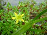 Saxifraga aizoides