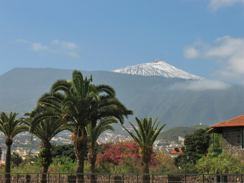 Image of Phoenix canariensis specimen.