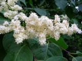 Syringa amurensis