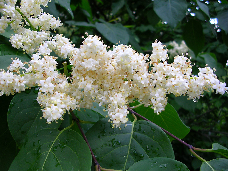 Изображение особи Syringa amurensis.