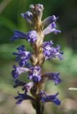Phelipanche pallens