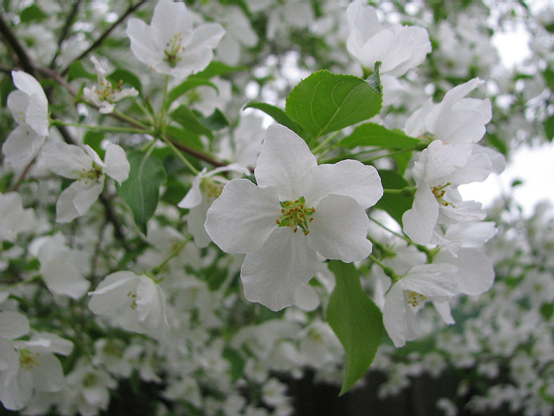 Изображение особи Malus baccata.